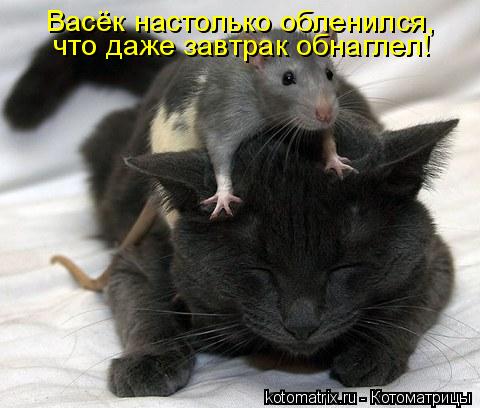 Котоматрица: Васёк настолько обленился, что даже завтрак обнаглел!