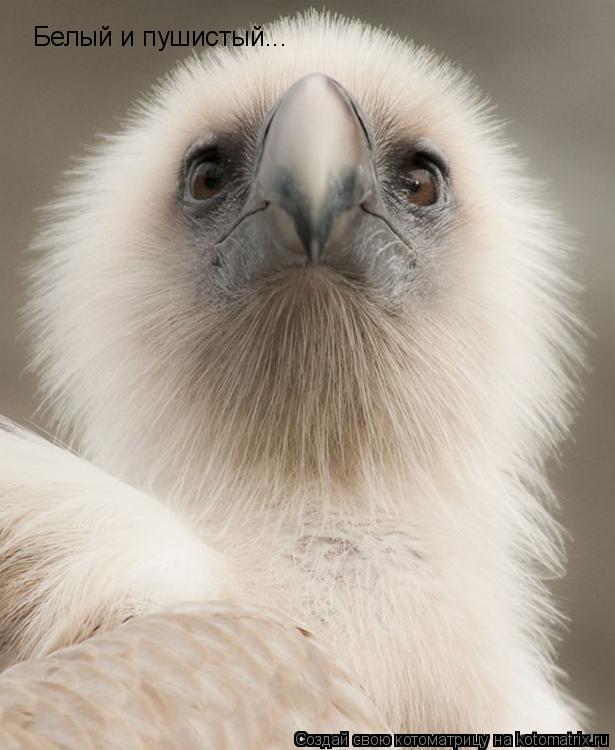 Котоматрица: Белый и пушистый...