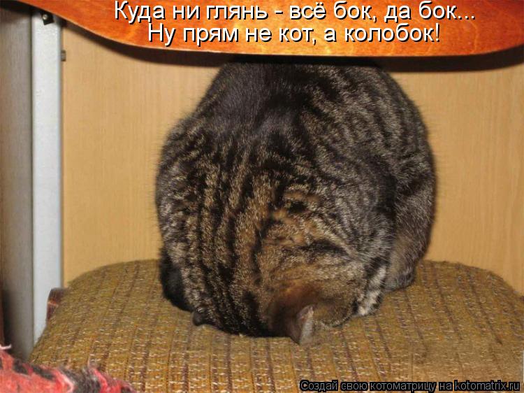 Котоматрица: Куда ни глянь - всё бок, да бок... Ну прям не кот, а колобок!