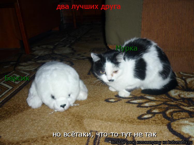 Котоматрица: два лучших друга Мурка Барсик но всётаки, что-то тут не так