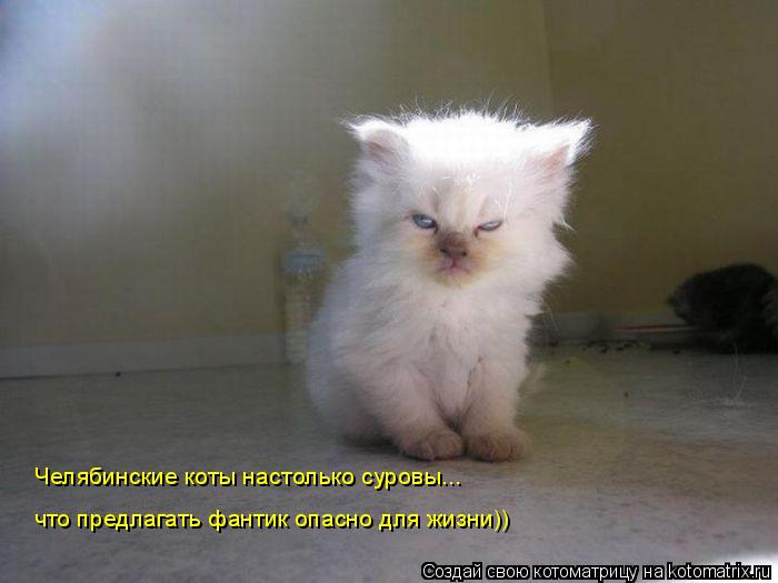 Котоматрица: Челябинские коты настолько суровы... что предлагать фантик опасно для жизни))