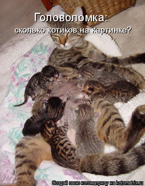 Котоматрица: Головоломка: сколько котиков на картинке?