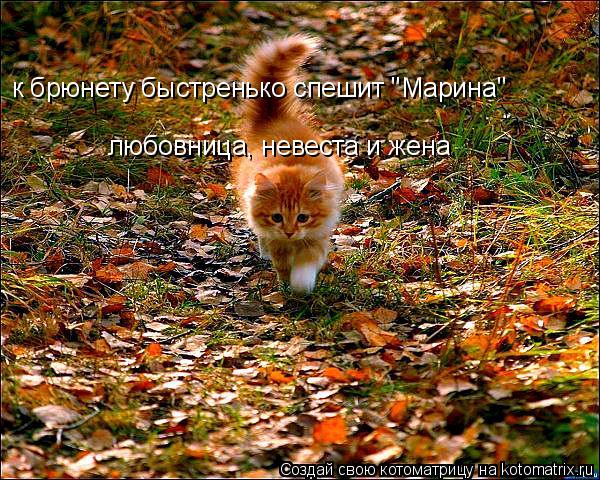 Котоматрица: любовница, невеста и жена к брюнету быстренько спешит "Марина"