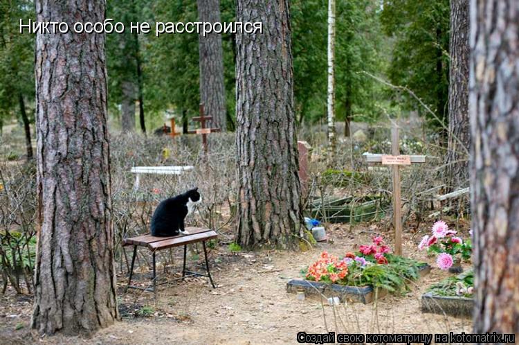 Котоматрица: Никто особо не расстроился