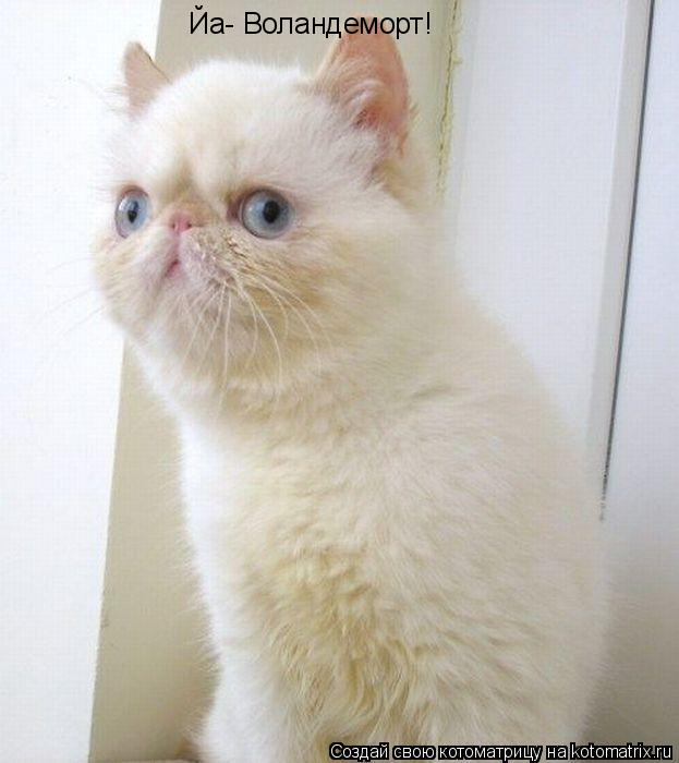 Котоматрица: Йа- Воландеморт!