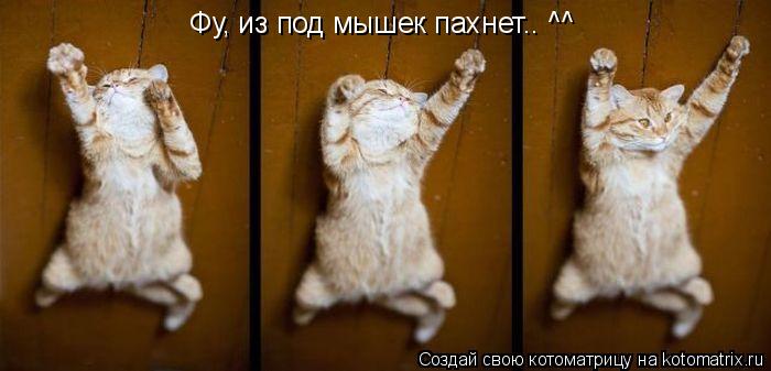 Котоматрица: Фу, из под мышек пахнет.. ^^
