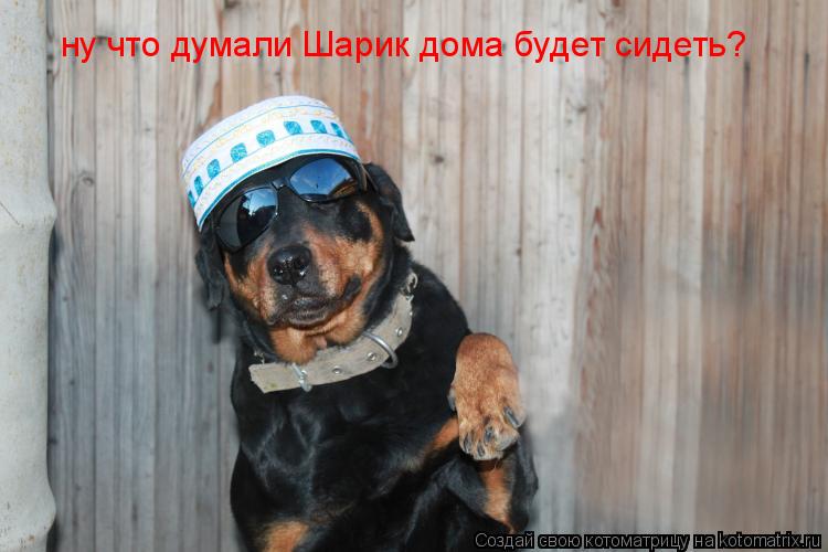 Котоматрица: ну что думали Шарик дома будет сидеть?