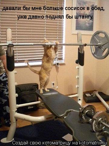 Котоматрица: давали бы мне больше сосисок в обед, уже давно поднял бы штангу.