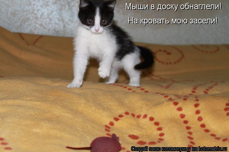 Котоматрица: Мыши в доску обнаглели! На кровать мою засели!