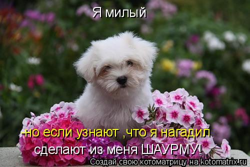 Котоматрица: Я милый      -но если узнают ,что я нагадил сделают из меня ШАУРМУ!