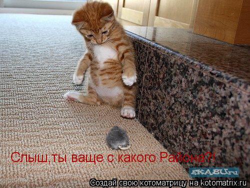 Котоматрица: Слыш,ты ваще с какого Района?!