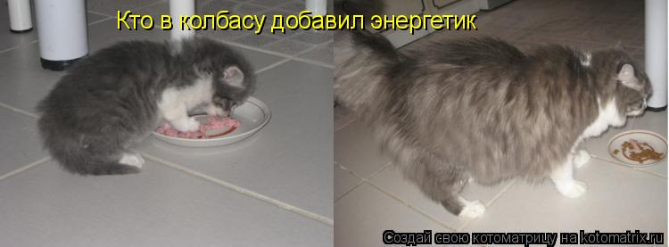 Котоматрица: Кто в колбасу добавил энергетик