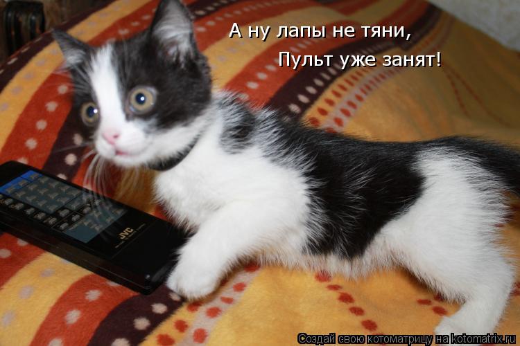 Котоматрица: А ну лапы не тяни, Пульт уже занят!