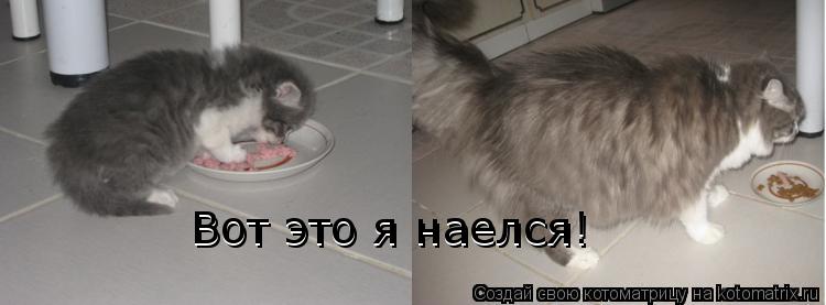 Котоматрица: Вот это я наелся! Вот это я наелся!