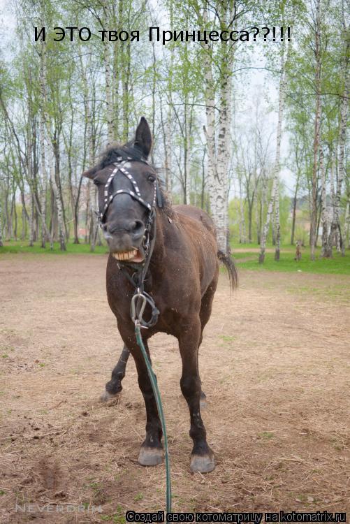 Котоматрица: И ЭТО твоя Принцесса??!!!