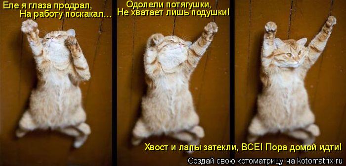 Котоматрица: Еле я глаза продрал, На работу поскакал... Одолели потягушки, Не хватает лишь подушки! Хвост и лапы затекли, ВСЕ! Пора домой идти!