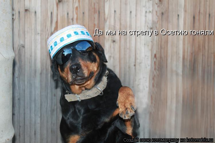 Котоматрица: Да мы на стрелу в Осетию гоняли