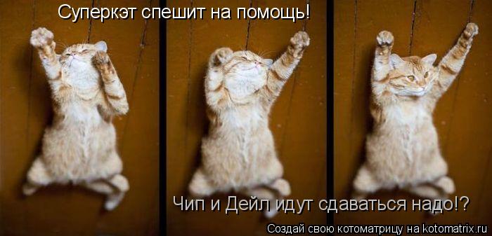 Котоматрица: Суперкэт спешит на помощь! Чип и Дейл идут сдаваться надо!?