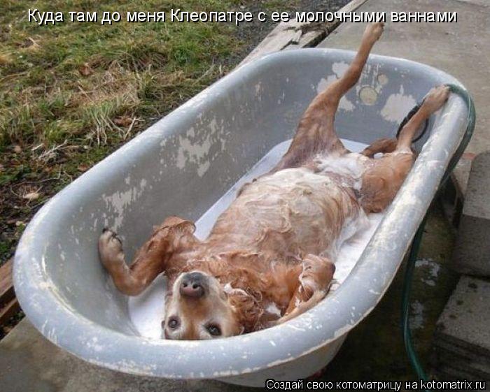 Котоматрица: Куда там до меня Клеопатре с ее молочными ваннами