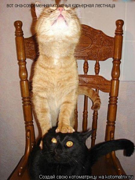 Котоматрица: вот она-современная кошачья карьерная лестница