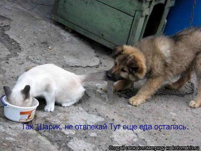 Котоматрица: Так, Шарик, не отвлекай Тут еще еда осталась...