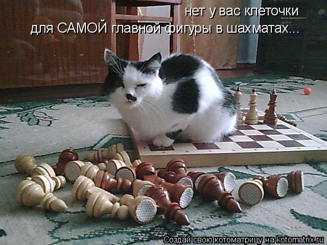 Котоматрица: нет у вас клеточки для САМОЙ главной фигуры в шахматах...