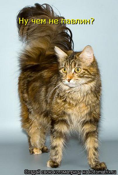 Котоматрица: Ну чем не павлин?