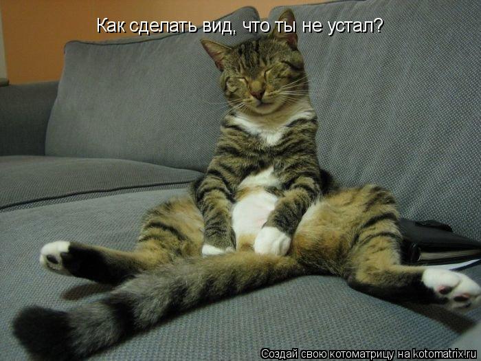 Котоматрица: Как сделать вид, что ты не устал?