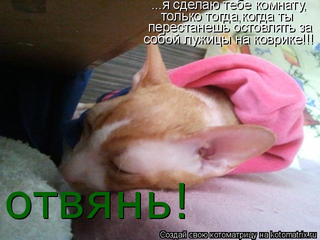 Котоматрица: ...я сделаю тебе комнату, только тогда,когда ты перестанешь остовлять за собой лужицы на коврике!!! отвянь!