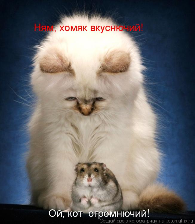 Котоматрица: Ням, хомяк вкуснючий!  Ой, кот  огромнючий!