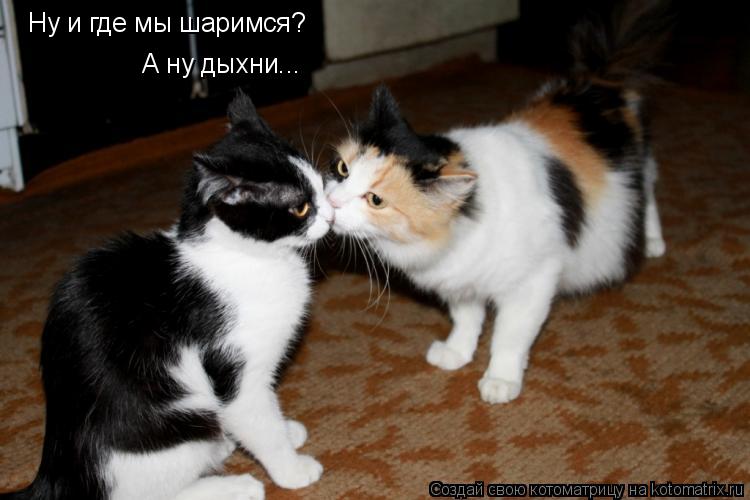 Котоматрица: Ну и где мы шаримся? А ну дыхни...