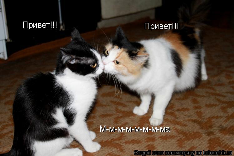 Котоматрица: Привет!!!  Привет!!!  М-м-м-м-м-м-м-ма