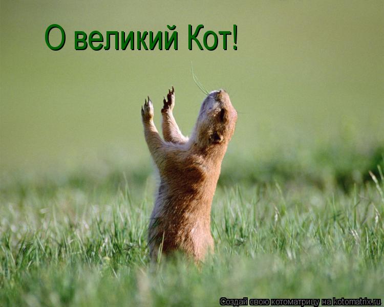 Котоматрица: О великий Кот!