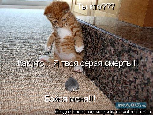 Котоматрица: Ты кто??? Как кто... Я твоя серая смерть!!!  Бойся меня!!!