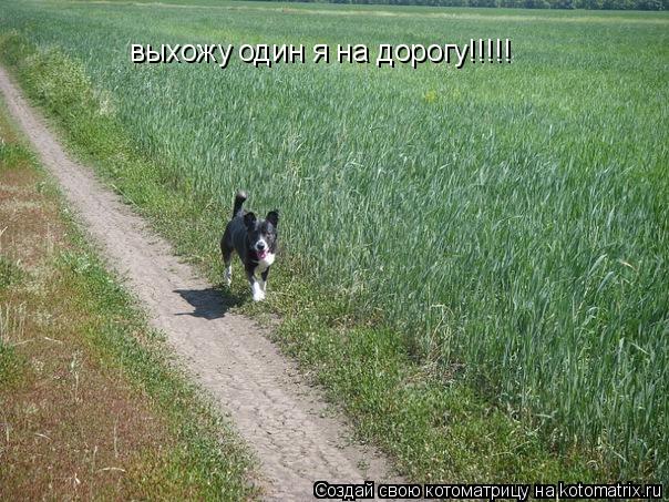 Котоматрица: выхожу один я на дорогу!!!!!