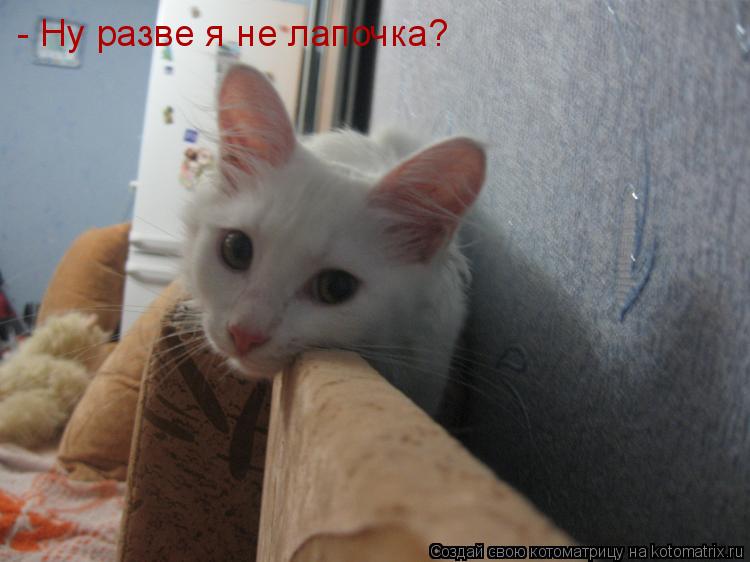 Котоматрица: - Ну разве я не лапочка?