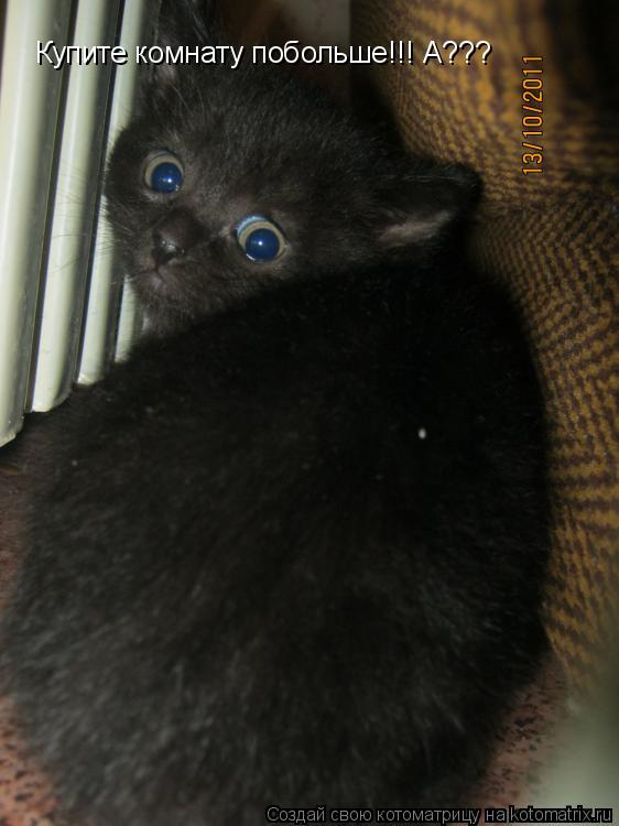 Котоматрица: Купите комнату побольше!!! А???
