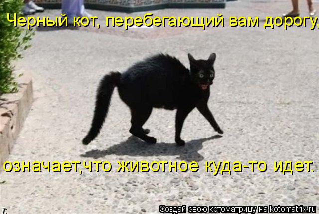 Котоматрица: Черный кот, перебегающий вам дорогу, означает,что животное куда-то идет.