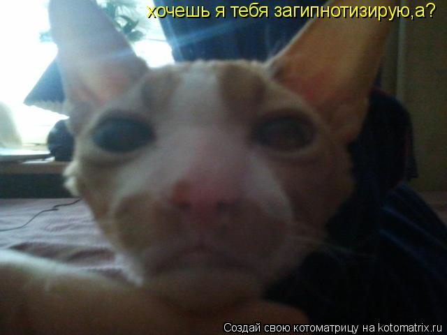 Котоматрица: хочешь я тебя загипнотизирую,a?