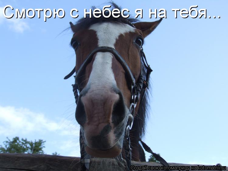 Котоматрица: Смотрю с небес я на тебя...