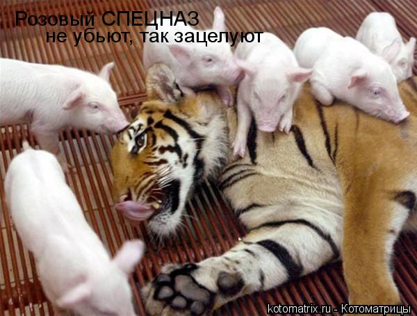 Котоматрица: Розовый СПЕЦНАЗ  не убьют, так зацелуют