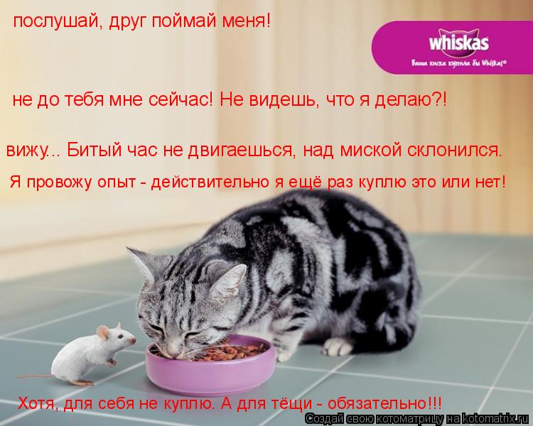 послушай, друг поймай меня! не до тебя мне сейчас! Не видешь, что я делаю?! вижу... Битый час не двиг... Котоматрица: послушай, друг поймай меня! не до тебя мне сейчас! Не видешь, что я делаю?! вижу... Битый час не двигаешься, над миской склонился. Я провожу опыт