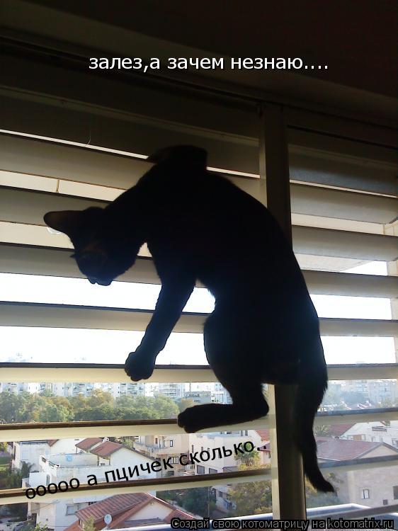 Котоматрица: залез,а зачем незнаю.... ооооо а пцичек сколько..