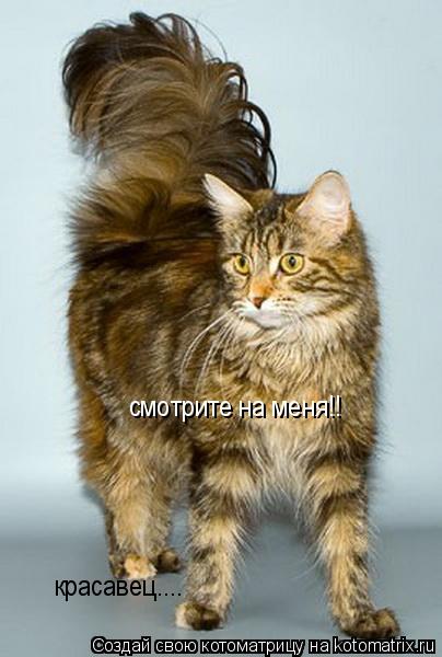 Котоматрица: смотрите на меня!! красавец....