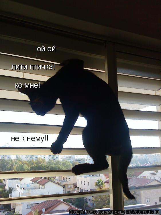Котоматрица: ой ой  лити птичка! ко мне! ко мне! не к нему!!