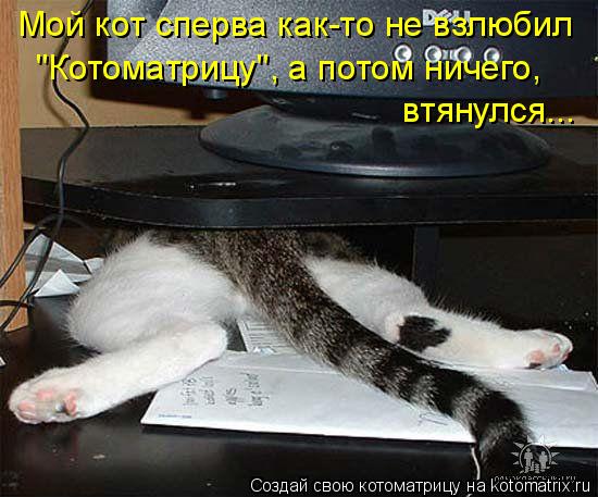 Мой кот сперва как-то не взлюбил "Котоматрицу", а потом ничего, втянулся...... Котоматрица: Мой кот сперва как-то не взлюбил "Котоматрицу", а потом ничего, втянулся...