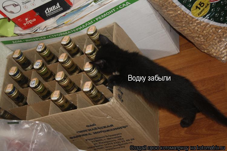 Котоматрица: Водку забыли