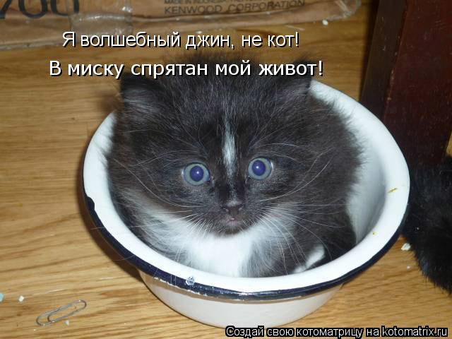 Котоматрица: Я волшебный джин, не кот! В миску спрятан мой живот!