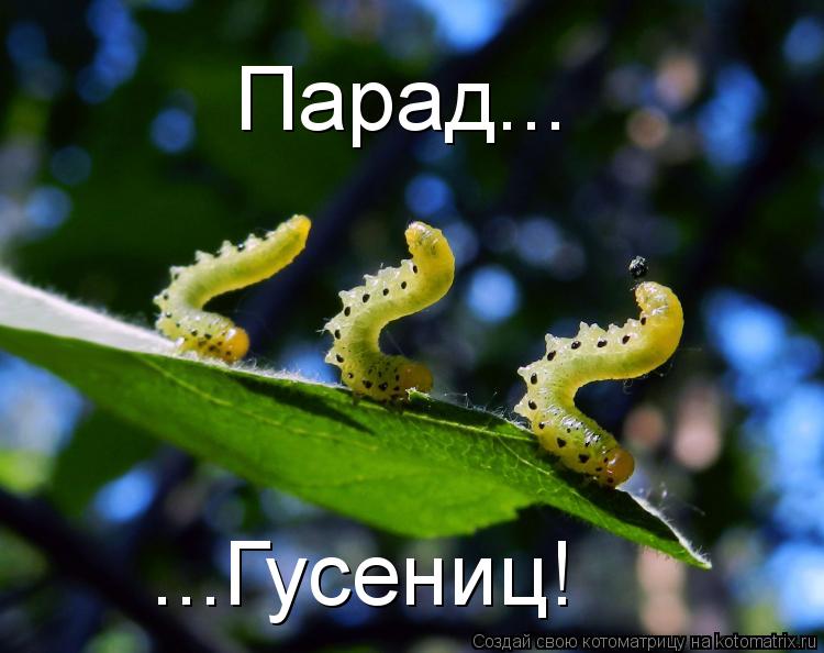 Котоматрица: Парад... ...Гусениц!