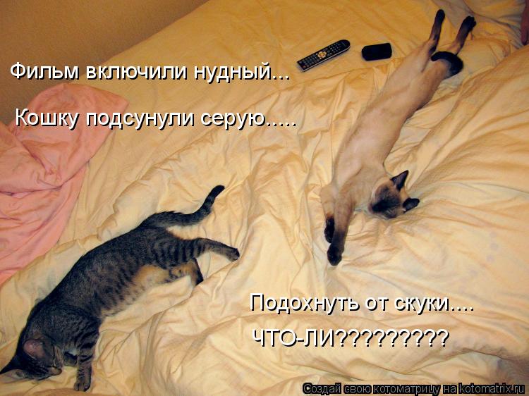 Котоматрица: Фильм включили нудный... Кошку подсунули серую..... Подохнуть от скуки.... ЧТО-ЛИ?????????